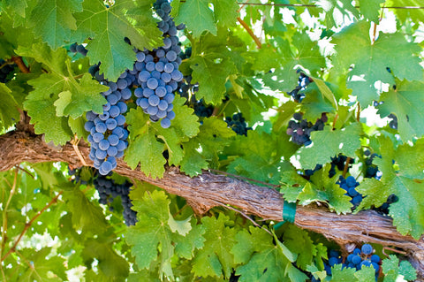Cabernet Sauvignon