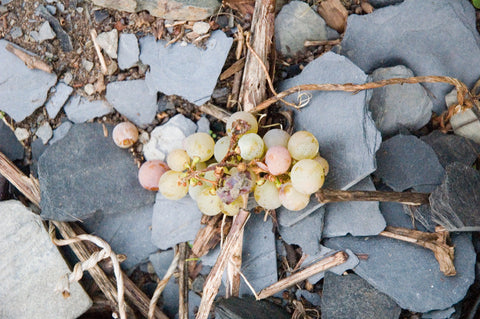 Riesling