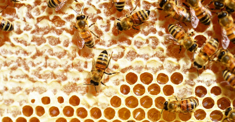 The Complete Guide to Mead
