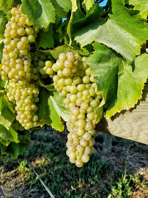 Chardonnay