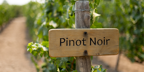Pinot Noir