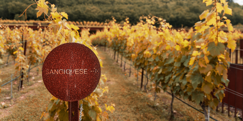 Sangiovese